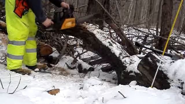 Poulan Pro 335 cutting oak tops. смотреть онлайн