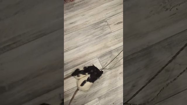 Крысы тоже любят играть #крысы#Нала#игры#животные