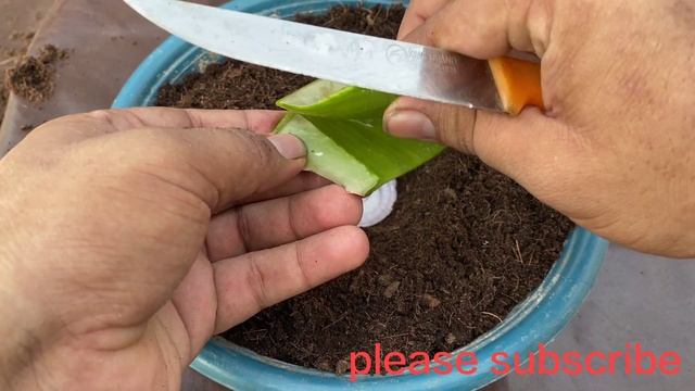 New techniques How to grow apple tree from apple with red onion and aloe vera смотреть онлайн