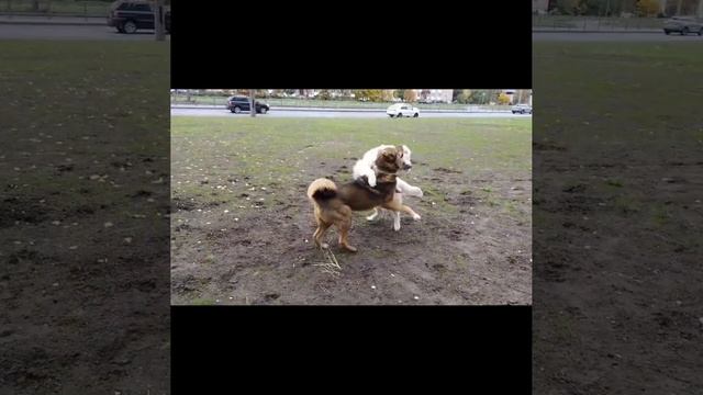 бой собак🐶🐶🐶 смотреть онлайн
