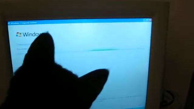 Windows 7-cat смотреть онлайн