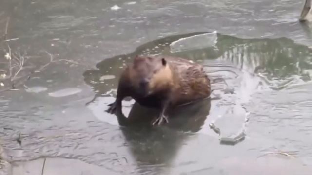Весна, ручейки, солнышко ☀️ светит ярко.