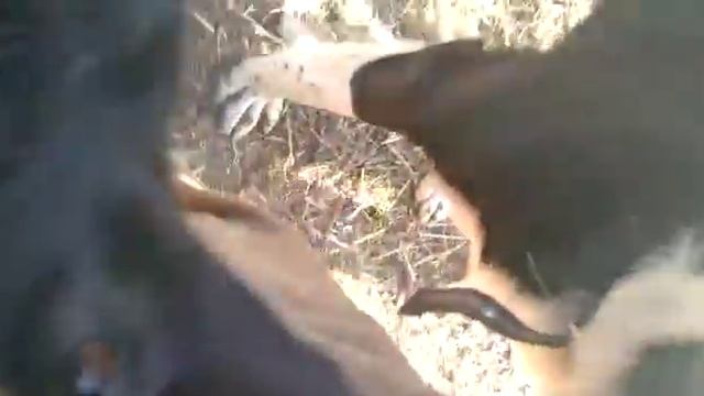 Моя братва. Пёс Витя чуть не проткнул бок смотреть онлайн