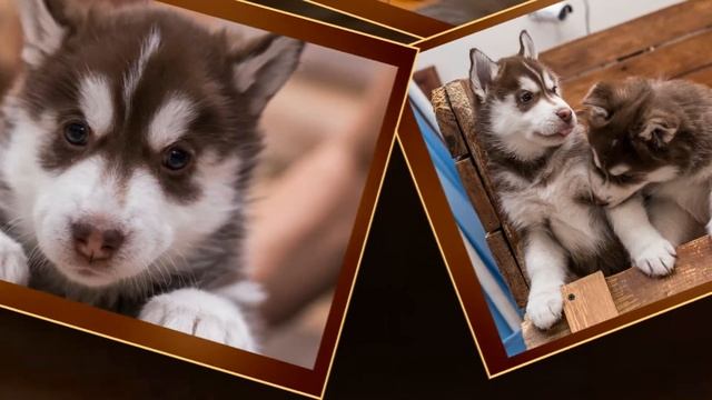 Шоколадный день! смотреть онлайн