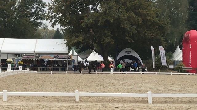 Bettina & Designer 10 - final warmup trot смотреть онлайн