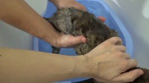 ВЛОГ Отвезли вещи в сад ♡ Искупали Масю ♡ Алиса учится кататься на самокате