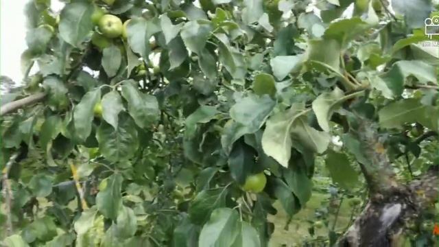 Apel matak iha jardin,(green apple in the garden) смотреть онлайн