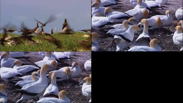 Wildlife sample video Windows 7 смотреть онлайн