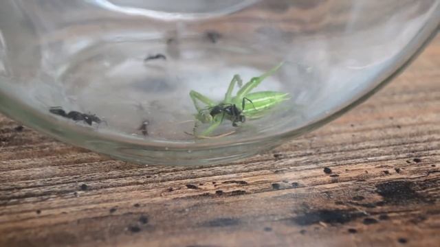 Кузнечик против муравьев ,,, grasshopper against ants ,,, 针对蚂蚁的蝗虫 смотреть онлайн