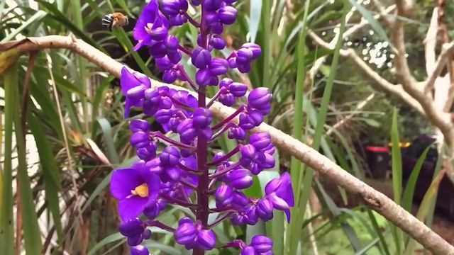Beautiful Blue Banded Bee - iphone6 240fps HD смотреть онлайн