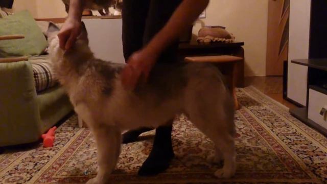 Коннор смотреть онлайн