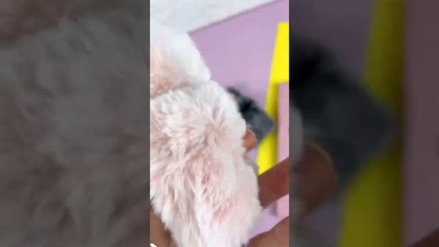 Пушистые чехлы в виде зайчика для Apple AirPods 1, 2 и Pro смотреть онлайн