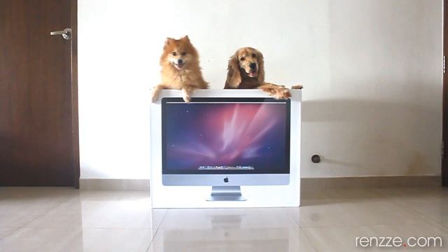 Dogs playing with iMac box смотреть онлайн