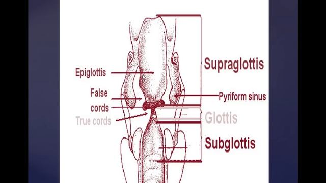Basic Mouth and Throat Anatomy: Anesthesia and ENT Basics смотреть онлайн