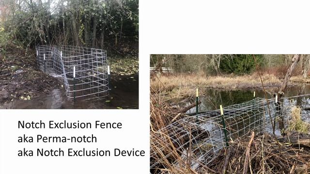 Elyssa Kerr - Beavers and People and Fish, Oh My: Exploring Flow Device Innovation смотреть онлайн