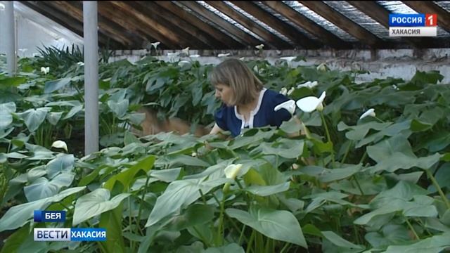 Ученики бейской коррекционной школы выращивают праздничные растения сами. 07.03.2018 смотреть онлайн