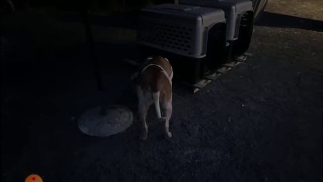 @master of all Bulldogs I see two dogs liar 8 /11/21#masterofallbulldogs смотреть онлайн