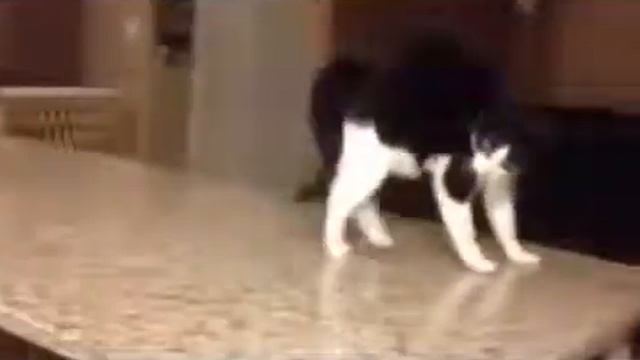 Кот ушел под стол .flv смотреть онлайн