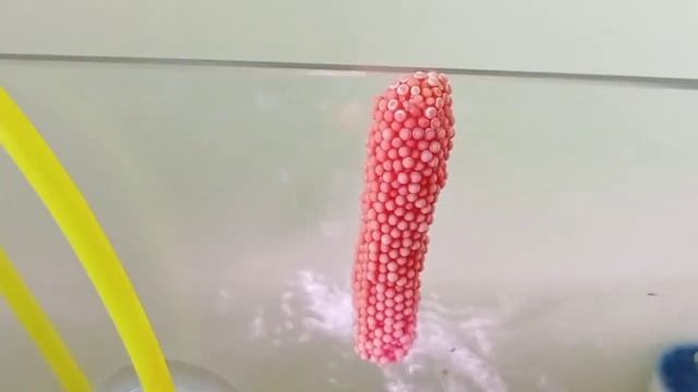 Apple Snail eggs is real in my eyes! Oh my'' They are growing their population смотреть онлайн