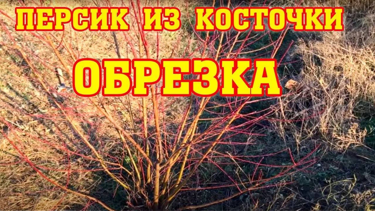 ПЕРСИК ИЗ КОСТОЧКИ⧸ Методы обрезки смотреть онлайн