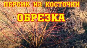 ПЕРСИК ИЗ КОСТОЧКИ⧸ Методы обрезки