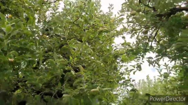 Apple picking in Atlanta, B. J . Reece Orchards| Kutty Talks | смотреть онлайн