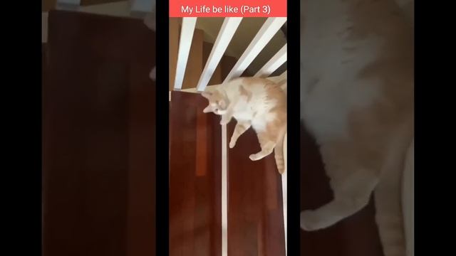 Cat life | ज़िन्दगी के मज़े | My life be like ( ooh aah ) funnycat | stress relief video | part 3 смотреть онлайн