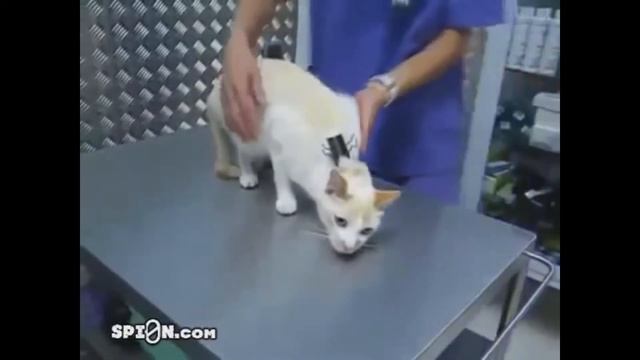 If this cat had Windows XP.mp4 смотреть онлайн
