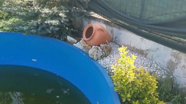 Bahçeli evde çim biçme. #tinyhouse #pool #grasscutting смотреть онлайн