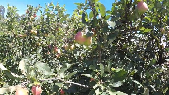 Indonesian Tropical Apple Garden смотреть онлайн
