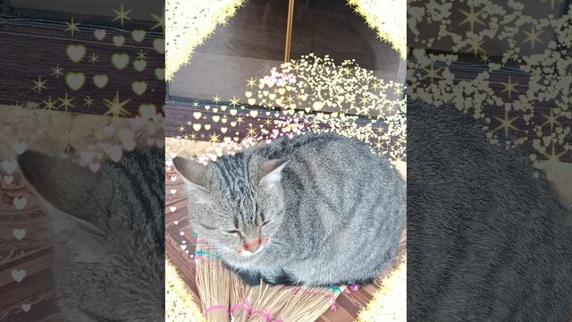 милая кошка смотреть онлайн