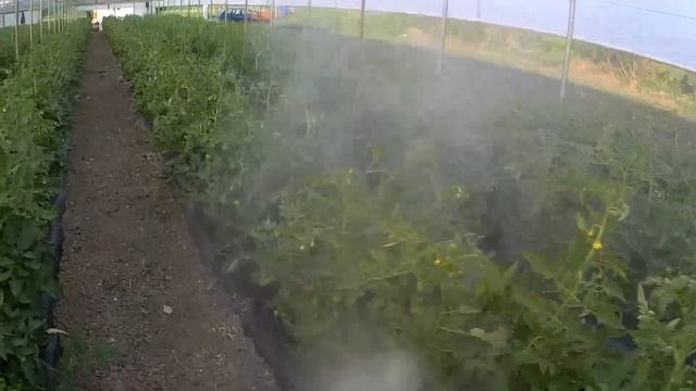 Domateslere ilaç yaptım./Hangi yöntem ile ilaçlama yapıyorum. смотреть онлайн