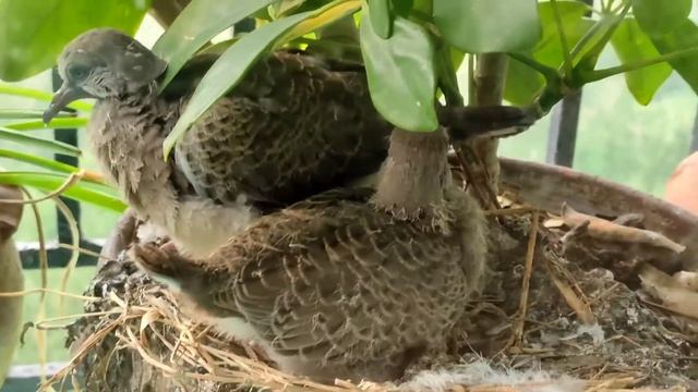 Spotted dove is nesting in my window pot, spotted dove ne fir se baccha dya hai. смотреть онлайн