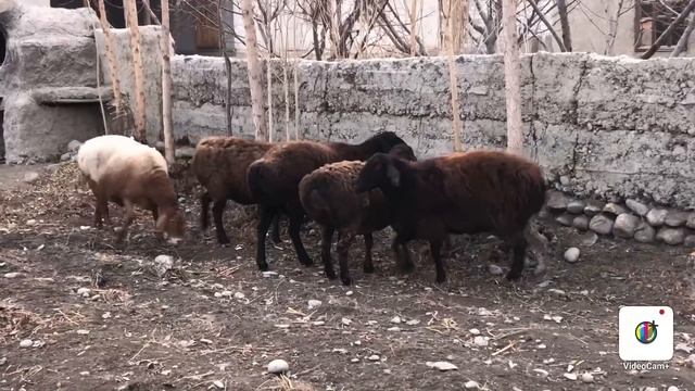 ARZON NARXDA SOTIB YUBORAMIZ SHOSHILING ☎️ +998 93-648-31-99 смотреть онлайн
