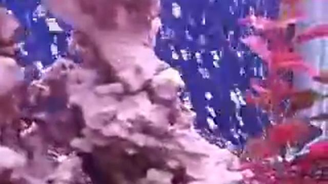 my aquarium смотреть онлайн