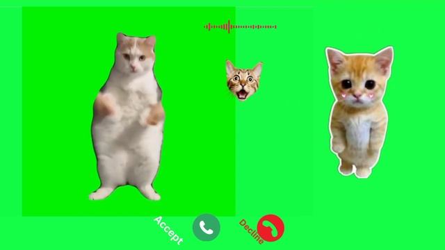 Cat Dancing to EDM - Green Screen ll APPLE RINGTONE FOR IPHONE #iphone #iphone #cat #catmemes 😼🍎 смотреть онлайн
