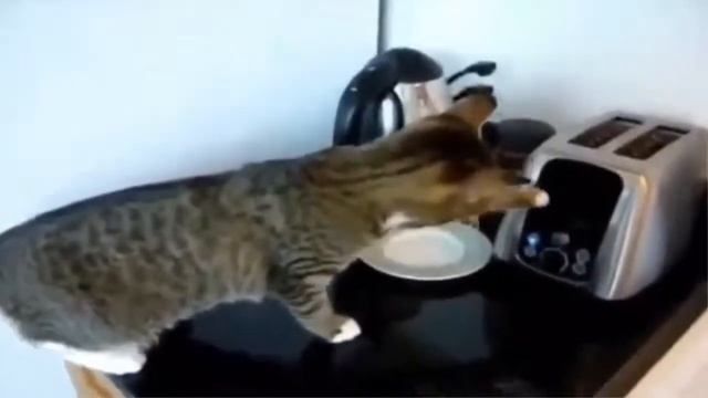 Кошачьи прыжки | Прыжок кошачий смотреть онлайн