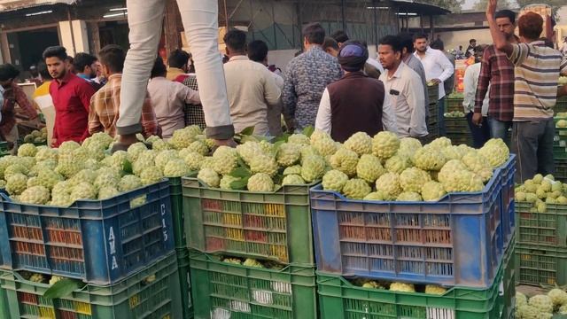 Seethaphal Custard apple market Solapur смотреть онлайн