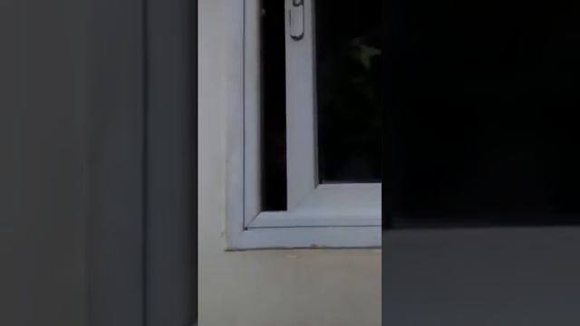 Funny cat trying to open the windows смотреть онлайн
