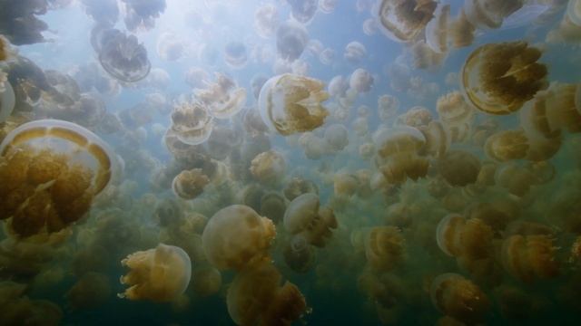 Palau Jellies Dark | MacOS Sonoma Live Wallpaper