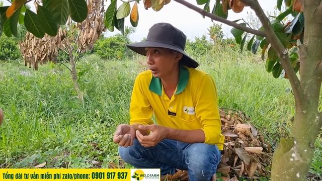 TẠI SAO MÍT RUỘT ĐỎ XƠ VÀNG CHẾT HÀNG LOẠT - NGUYÊN NHÂN DO ĐÂU смотреть онлайн