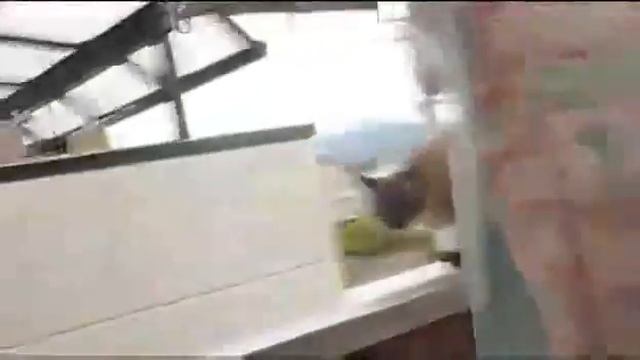 Жирный кот смешно падает во время прыжка смотреть онлайн