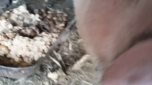 Sound On! 🔊 Cerdo Comiendo / Pig Is Eating Slop Vol6 / свиньи едят / Pewdiepig