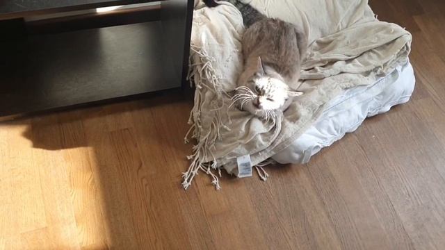 Хозяйки в доме_ Две  дамы_ Две барыни