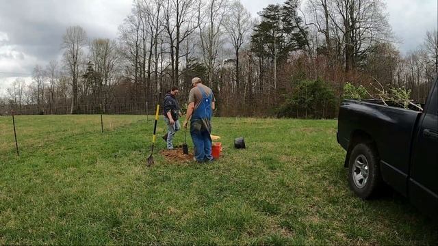 SHEDWARS21: How to plant fruit trees Apple, Peach and Pears /What did you do with your stimulus?? смотреть онлайн