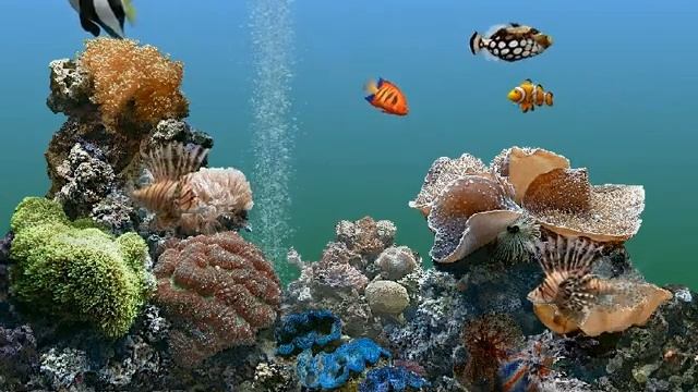[HDTVBank] 아쿠아리움 스크린 세이버 캡쳐 (Aquarium Screensaver Capture) [4;3 화면] смотреть онлайн
