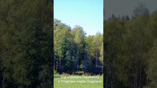 Учу стрелять перепёлку в Спортинг клубе Подольск смотреть онлайн