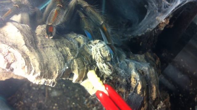 Psalmopoeus cambridgei feeding смотреть онлайн