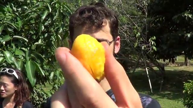 Penang Tropical Fruit Farm 2 (Lemon Drop, Yellow Mangosteen, Rokam Masam) Weird Fruit Explorer Ep 4 смотреть онлайн