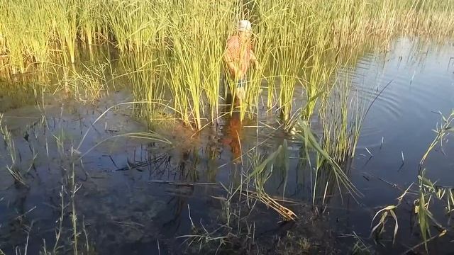 Деревенская рыбалка. Ловля зеркального карпа на 